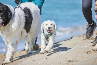 Non - stop Ramble Harness - A - Vet Shop