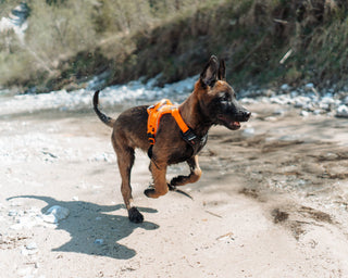 Non - stop Ramble Harness - A - Vet Shop