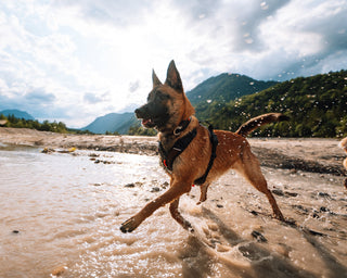 Non - stop Rock Harness - A - Vet Shop