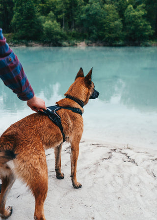 Non - stop Rock Harness - A - Vet Shop