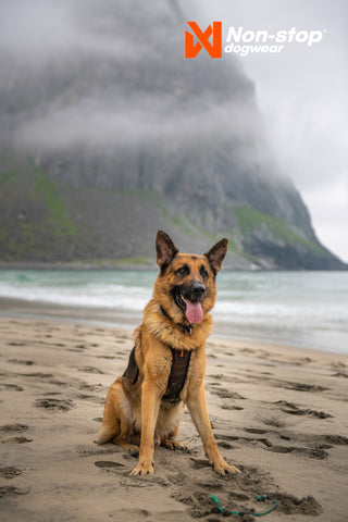 Non - stop Rock Harness - A - Vet Shop