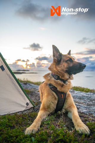 Non - stop Rock Harness - A - Vet Shop