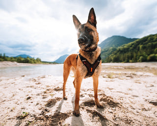 Non - stop Rock Harness - A - Vet Shop