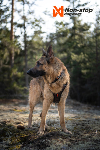 Non - stop Rock Harness - A - Vet Shop