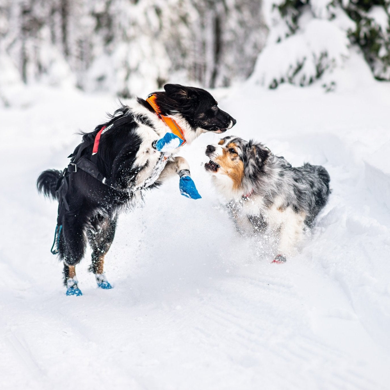 Non - stop Safe Collar - A - Vet Shop