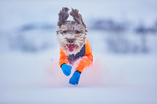 Non - stop Snow Protector - A - Vet Shop