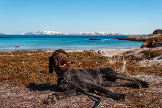 Non - stop Strong Leash - A - Vet Shop