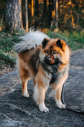 Non - stop Strong Leash - A - Vet Shop