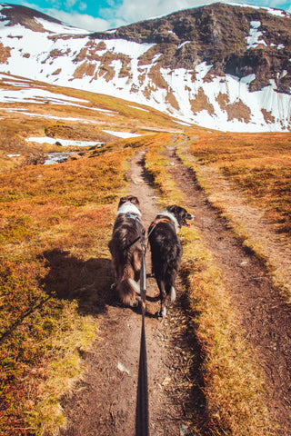 Non - stop Strong Leash - A - Vet Shop