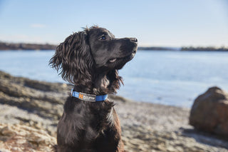 Non - stop Tumble Collar - A - Vet Shop