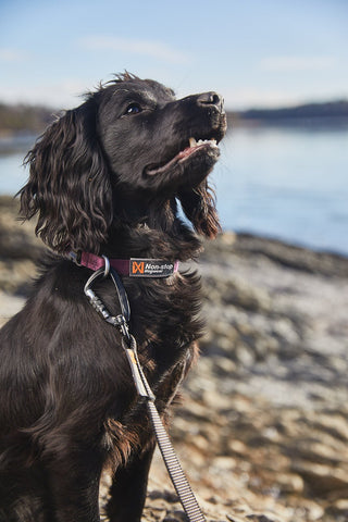 Non - stop Tumble Collar - A - Vet Shop