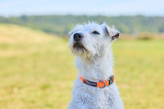 Non - stop Tumble Collar - A - Vet Shop